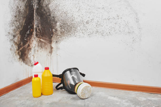 Best Mold Removal Near Me  in Montclair, VA