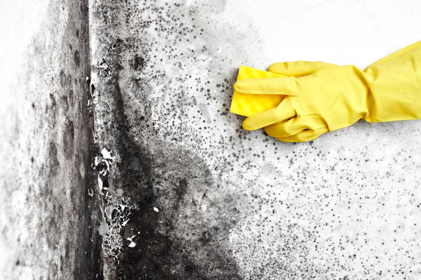 Best Mold Damage Repair  in Montclair, VA