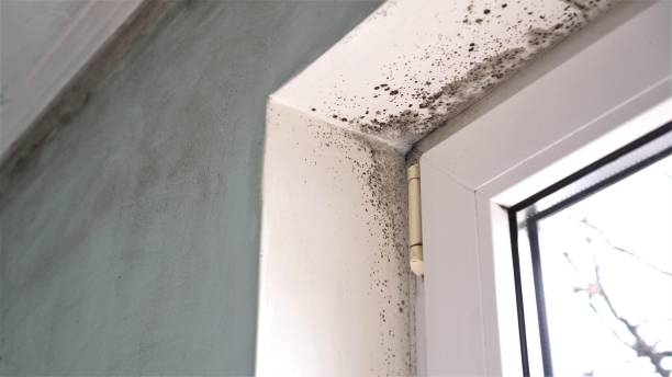 Best Mold Damage Repair  in Montclair, VA