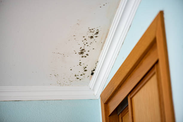 Best Mold Testing and Removal  in Montclair, VA