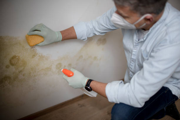 Best Best Mold Removal Companies  in Montclair, VA