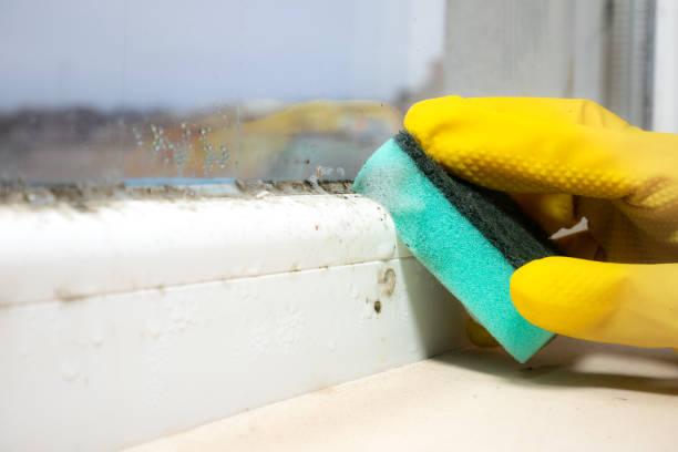 Best Mold Testing  in Montclair, VA