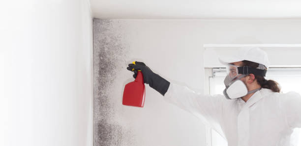 Best Affordable Mold Removal  in Montclair, VA