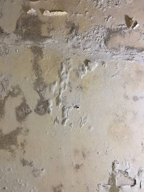 Reliable Montclair, VA Mold Removal Solutions