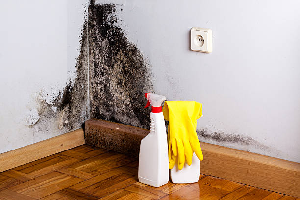 Best Residential Mold Removal  in Montclair, VA