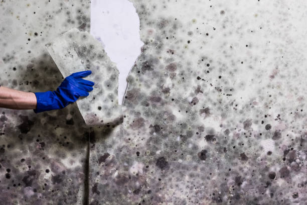 Best Commercial Mold Removal  in Montclair, VA