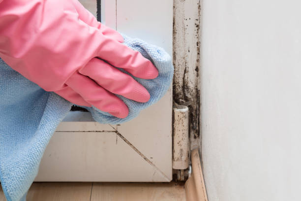 Best Emergency Mold Removal  in Montclair, VA